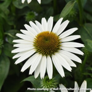 Echinacea x Sombrero Poco White (Coneflower)