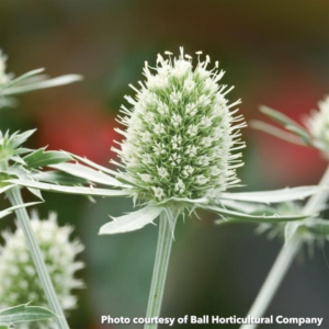 Eryngium planum White Glitter (Flat Sea Holly)