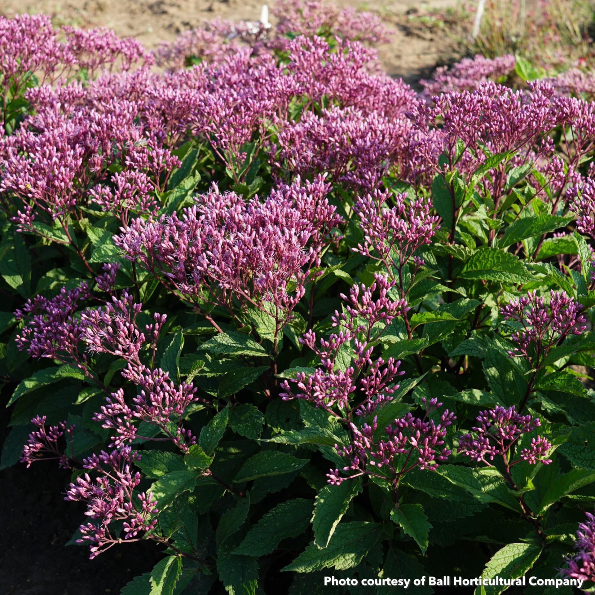 Eupatorium Euphoria Ruby (Joe-Pye Weed)