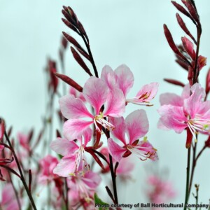 Gaura Bantam Pink