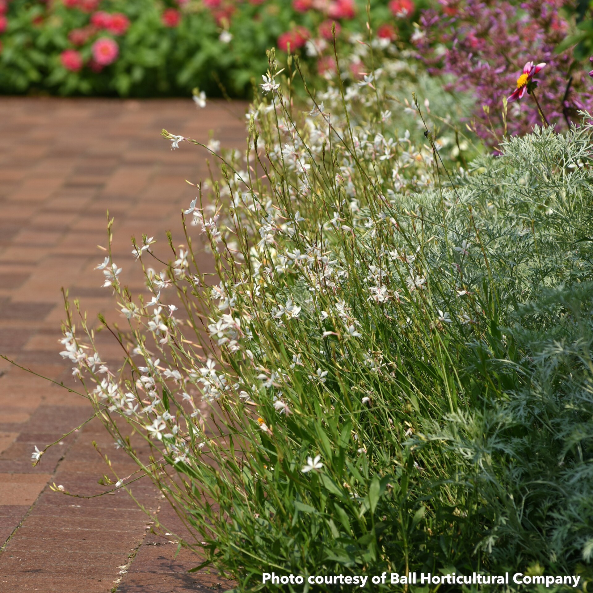 Gaura Belleza White - Image 2