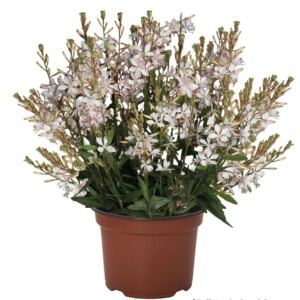Gaura Graceful White