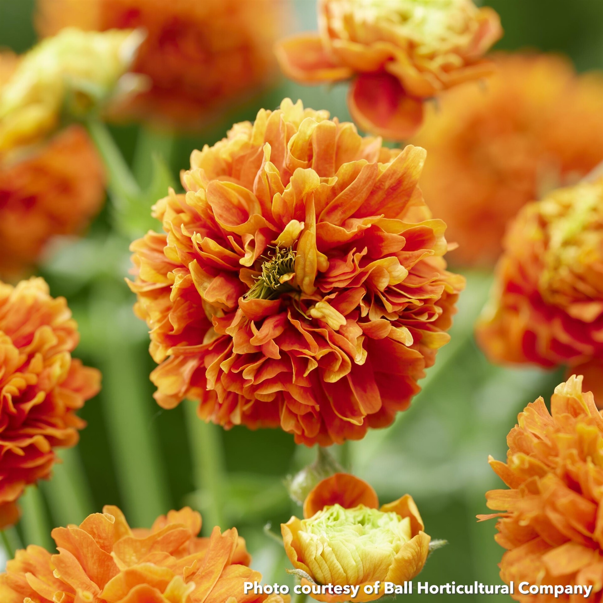 Geum x Orange Pumpkin - Image 2