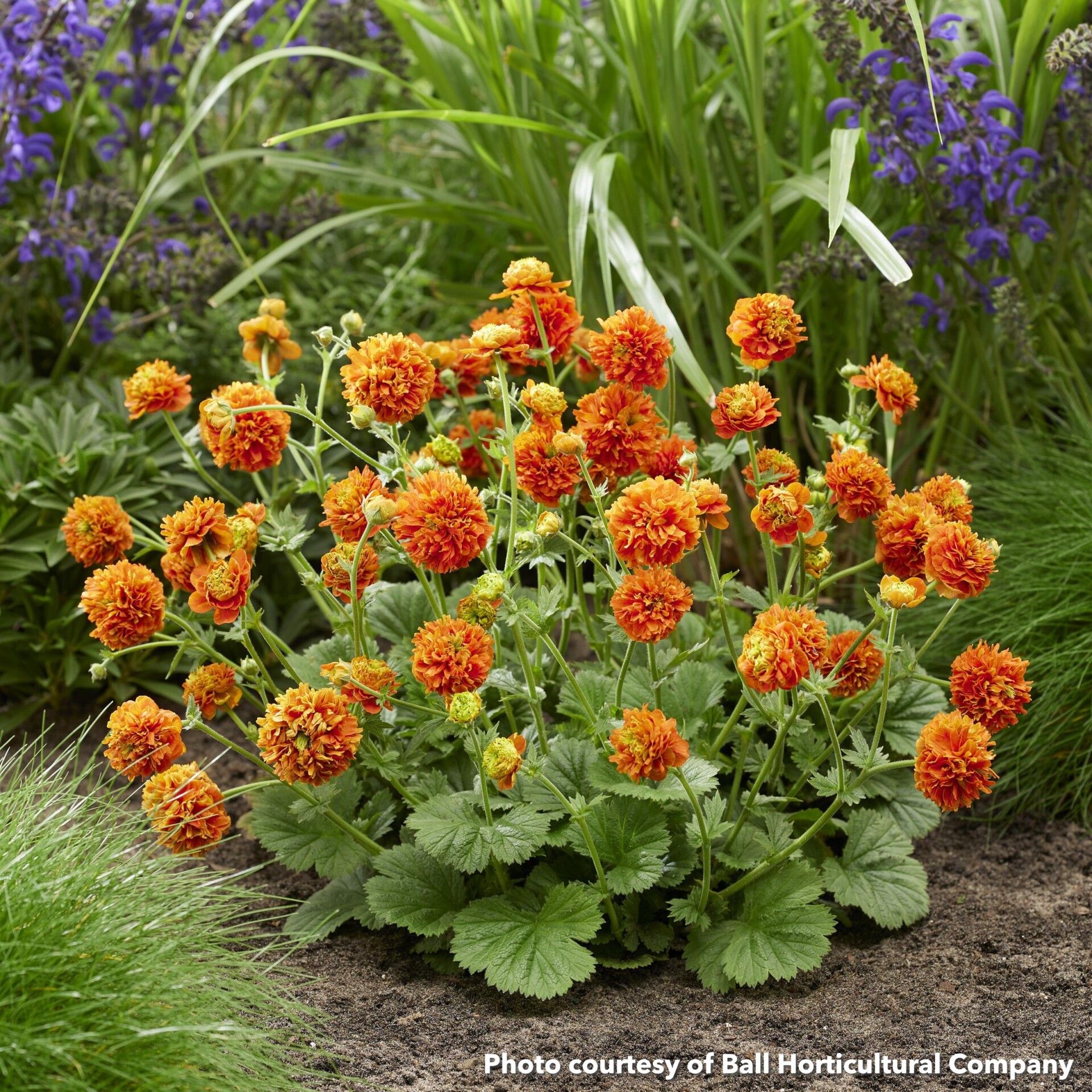 Geum x Orange Pumpkin