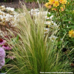 Stipa tenuissima (Mexican Feather Grass)
