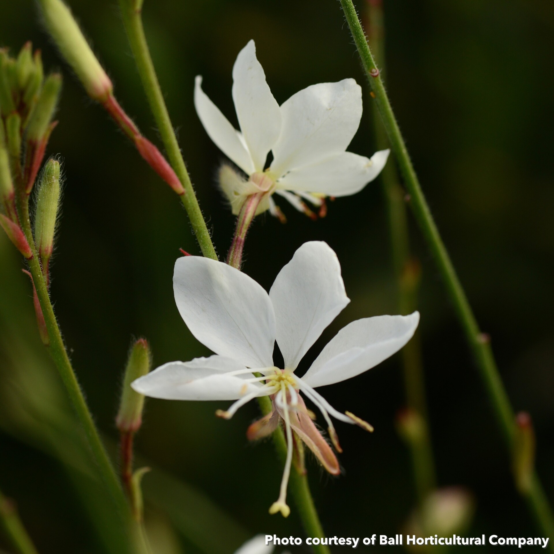 Gaura Belleza White