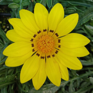 Gazania linearis Colorado Gold