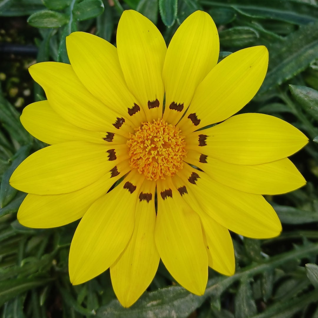 Gazania linearis Colorado Gold