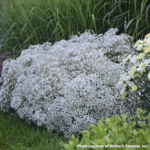 Gypsophila Summer Sparkles (Baby's Breathe)