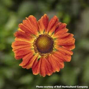 Helenium x Hayday Orange