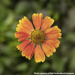 Helenium x Hayday Red