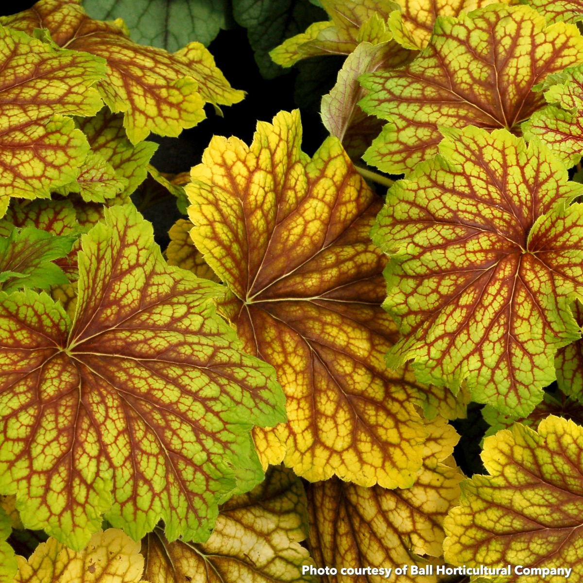 Heuchera Red Lightning (Coral Bells) - Image 2
