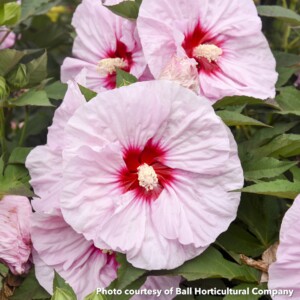 Hibiscus x Summerific All Eyes on Me (Rose Mallow)