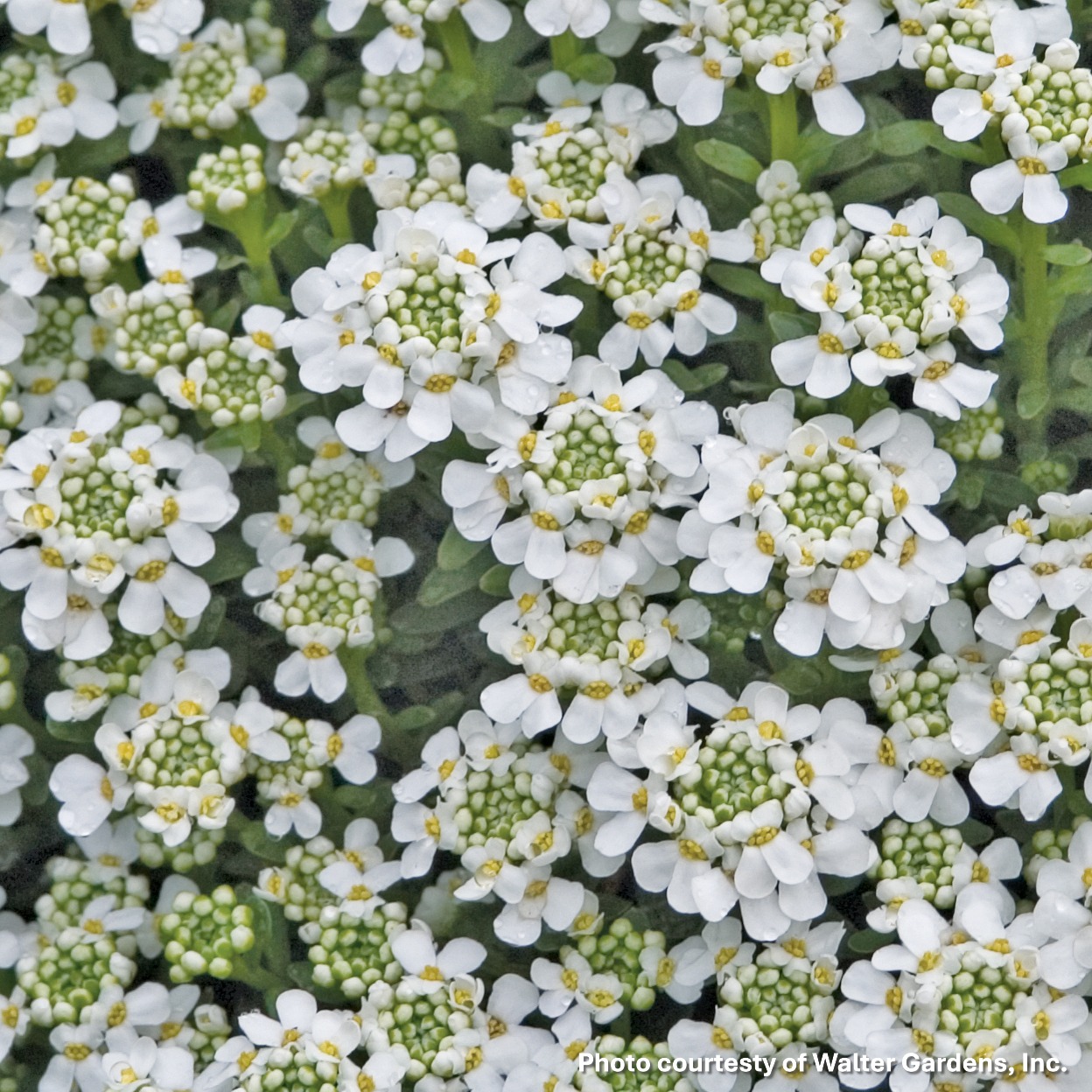 Iberis sempervirens Snowsation (Candytuft) - Image 2