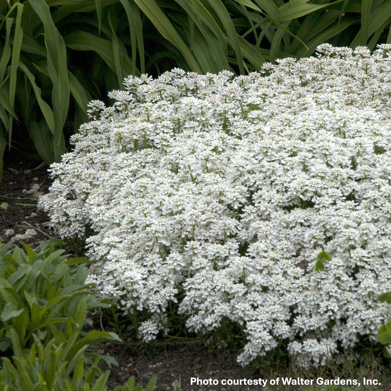 Iberis sempervirens Snowsation (Candytuft)