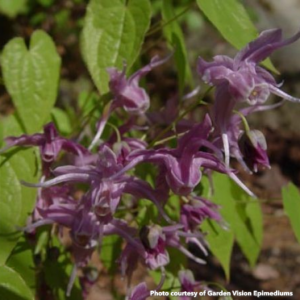Epimedium grandiflorum Koji