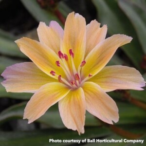 Lewisia Longipetala x Little Peach