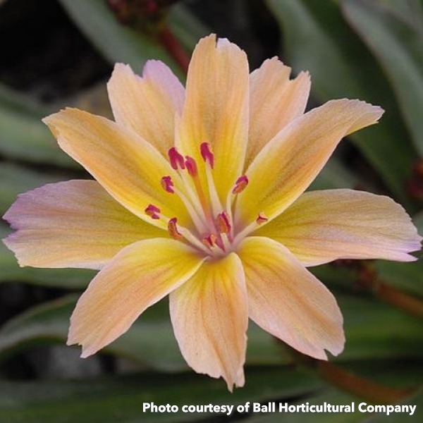 Lewisia Longipetala x Little Peach