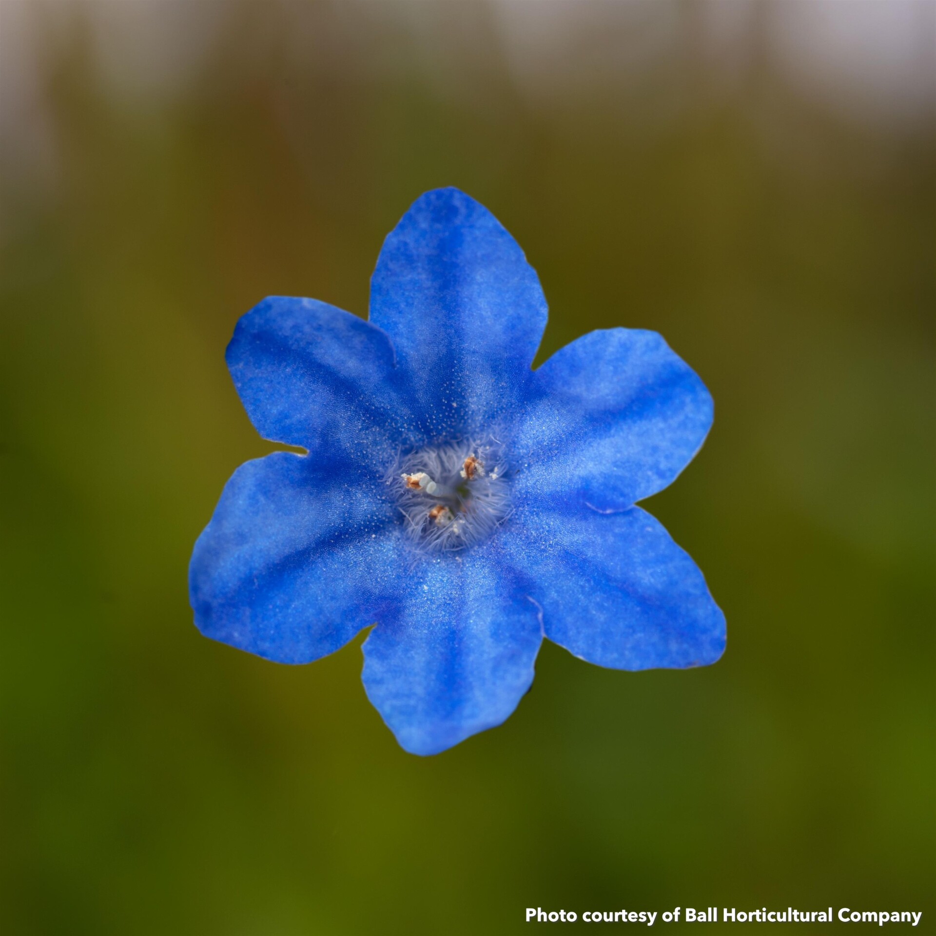 Lithodora diffusa Tidepool SkyBlue - Image 2