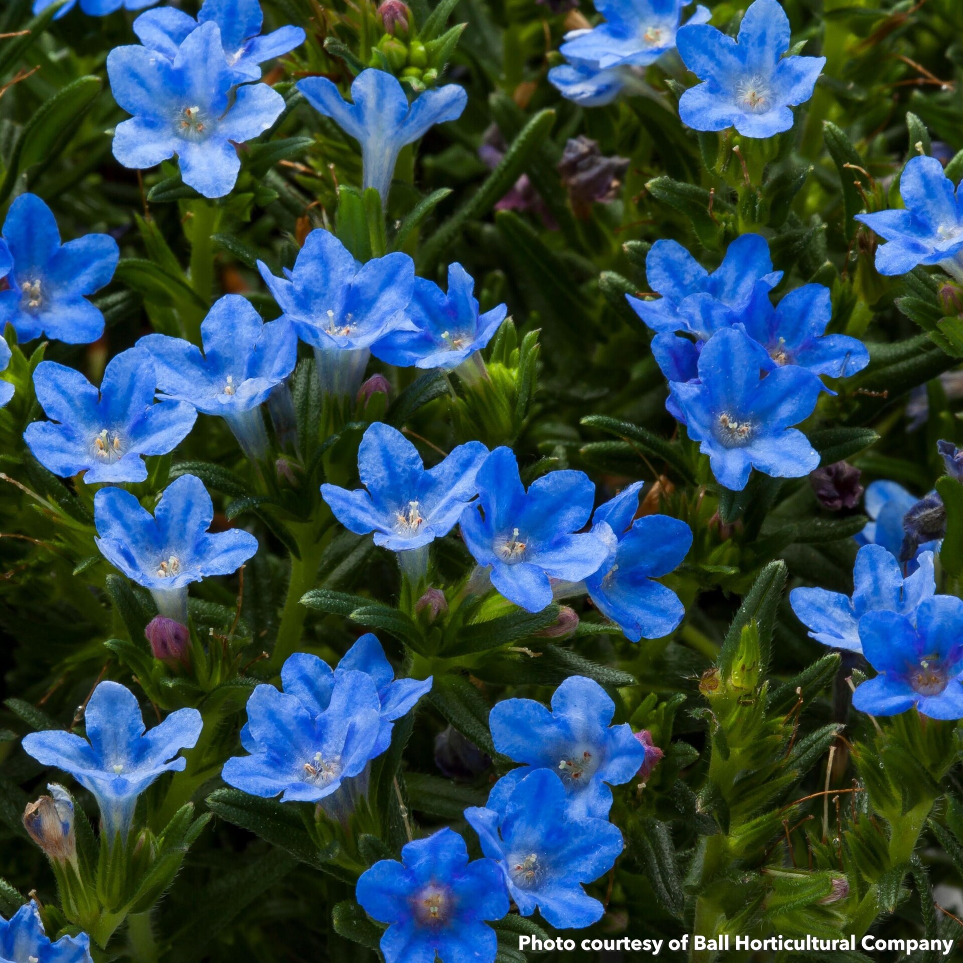 Lithodora diffusa Tidepool SkyBlue