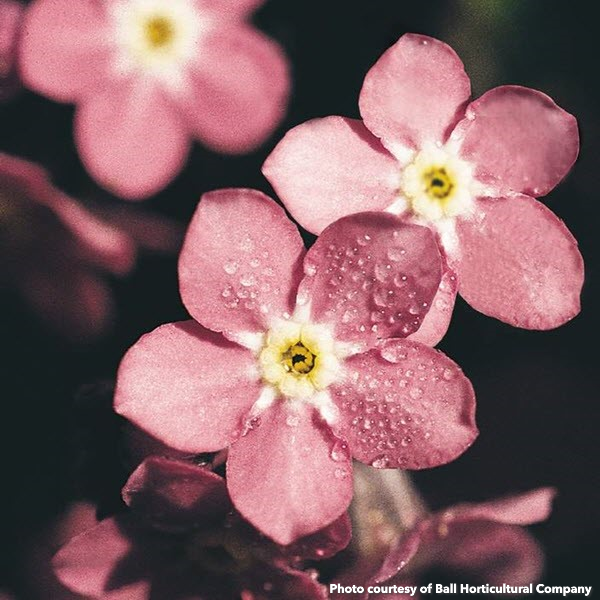 Myosotis sylvatica Rosylva (Forget-Me-Not)