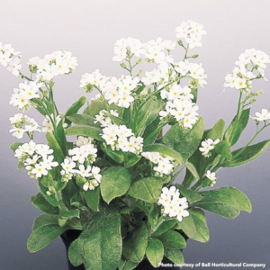 Myosotis sylvatica Snowsylva (Forget-Me-Not)