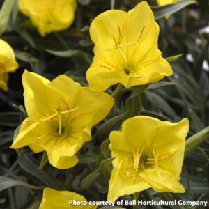 Oenothera tetragona Evening Sun (Evening Primrose)