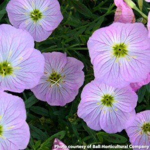 Oenothera speciosa Twilight (Evening Primrose)