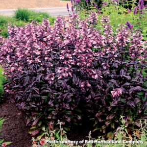 Penstemon x Dakota Burgundy (Beardtongue)
