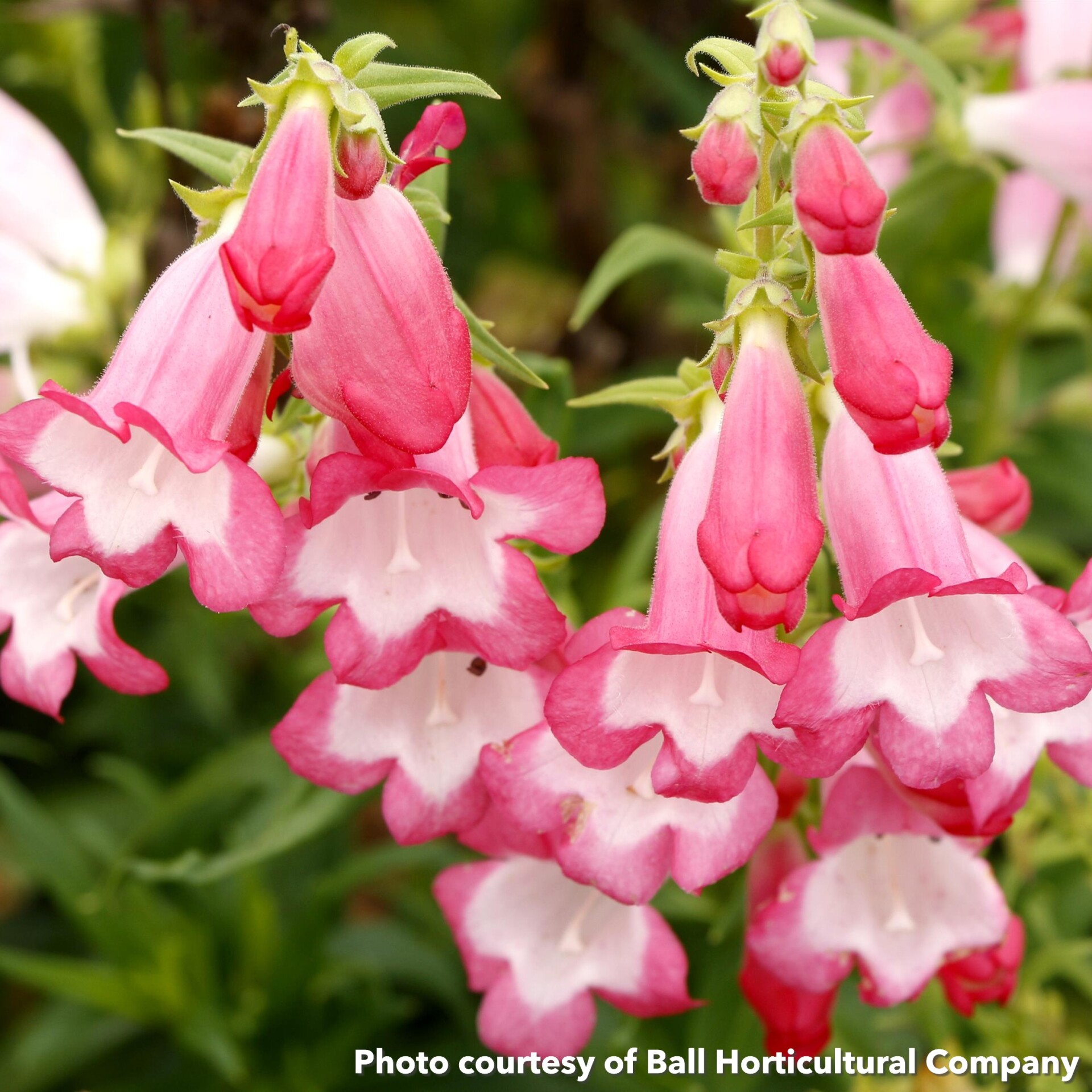 Penstemon Flock of Flamingos (Beardtongue) - Image 2