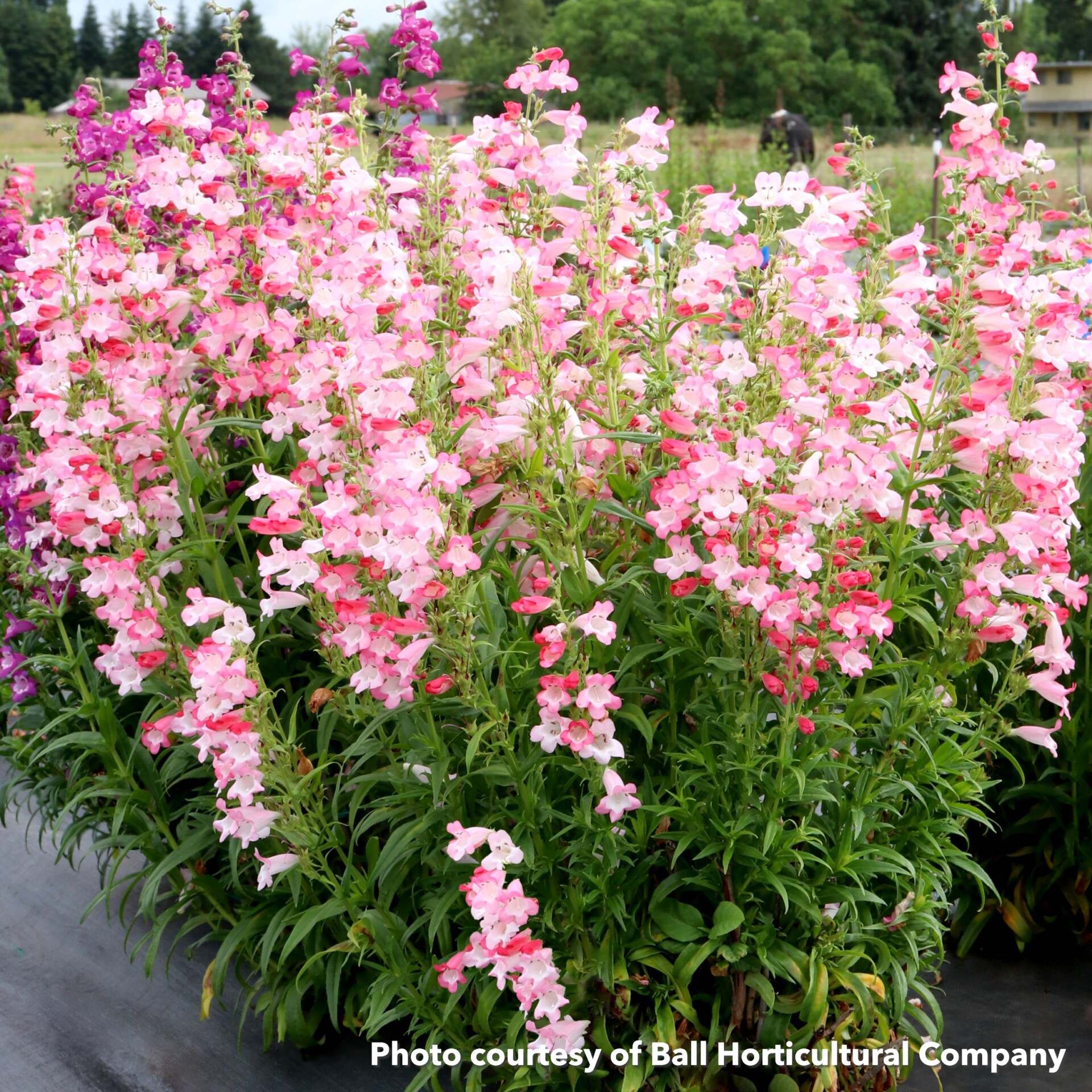 Penstemon Flock of Flamingos (Beardtongue)