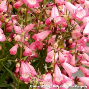 Penstemon Harlequin Pink (Beardtongue)