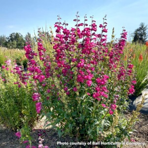 Penstemon Parade of Parrots (Beardtongue)