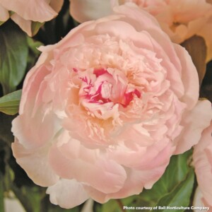 Paeonia Alertie (Peony)