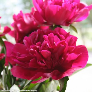 Paeonia Big Ben (Peony)
