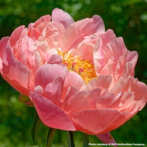 Paeonia King's Day (Peony)