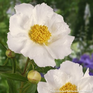 Paeonia Krinkled White (Peony)