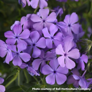 Phlox Candy Cloud Blue (Mounding Phlox)