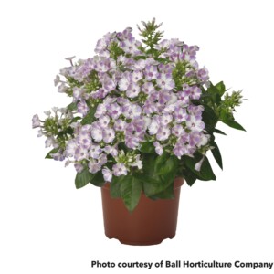 Phlox Flame Lilac Star (Garden Phlox)
