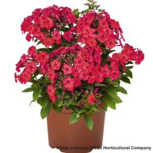 Phlox Flame Watermelon (Garden Phlox)