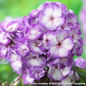 Phlox paniculata Sweet Summer Fantasy (Garden Phlox)