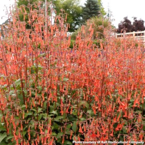 Phygelius Colorburst Orange (Cape Fushia)