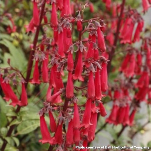 Phygelius Colorburst Deep Red (Cape Fushia)