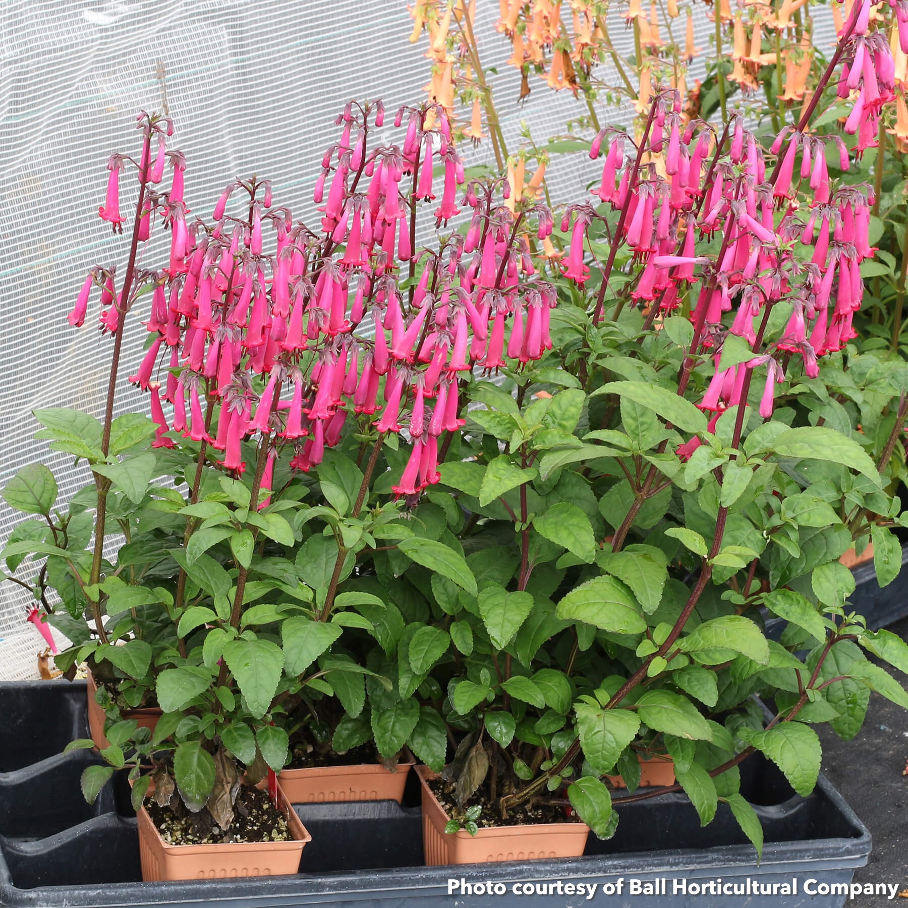 Phygelius Colorburst Rose (Cape Fushia)