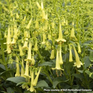 Phygelius Colorburst Yellow (Cape Fushia)