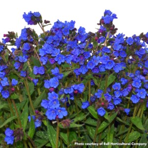 Pulmonaria x Nova Cobalt