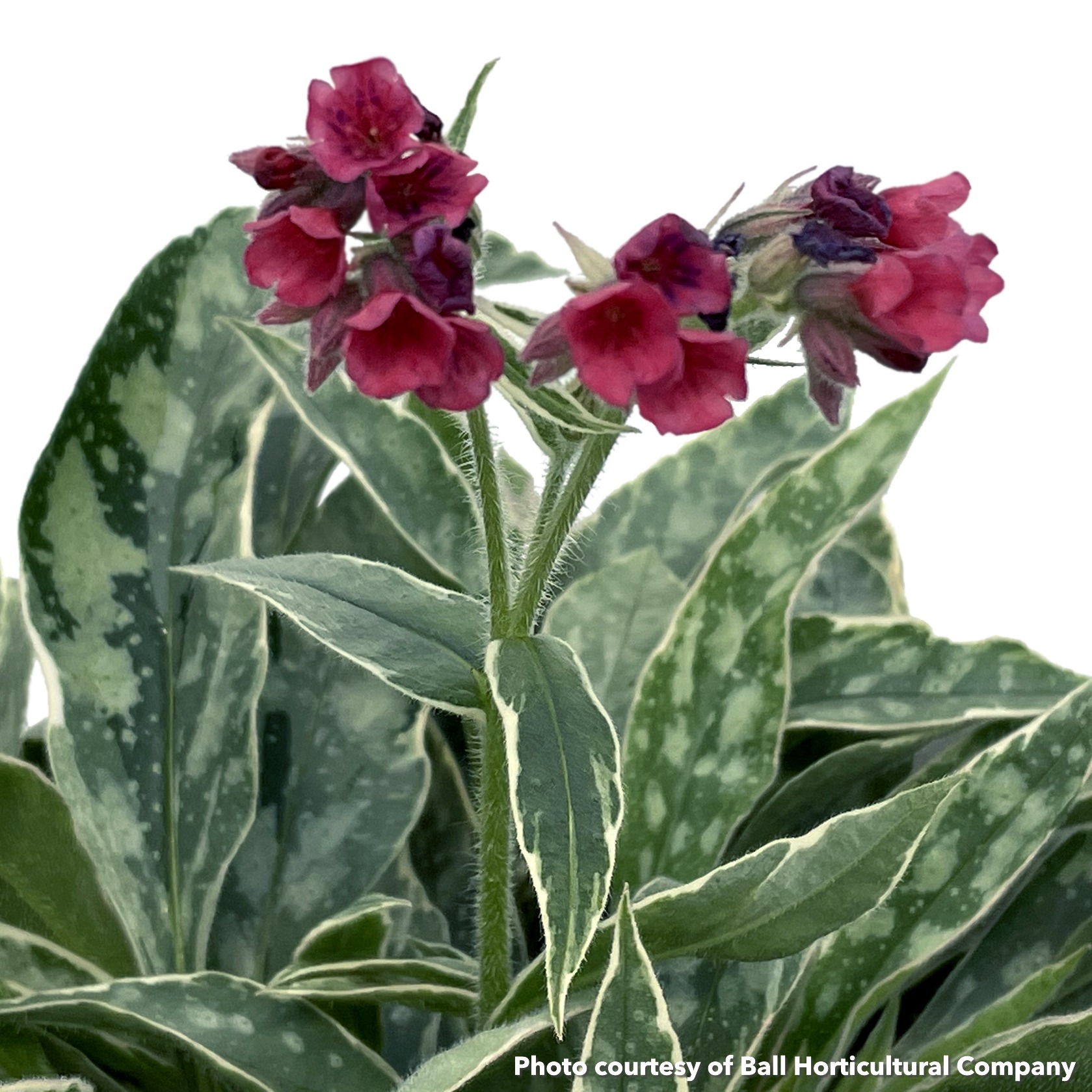 Pulmonaria x Raspberry Frost (Lungwort)