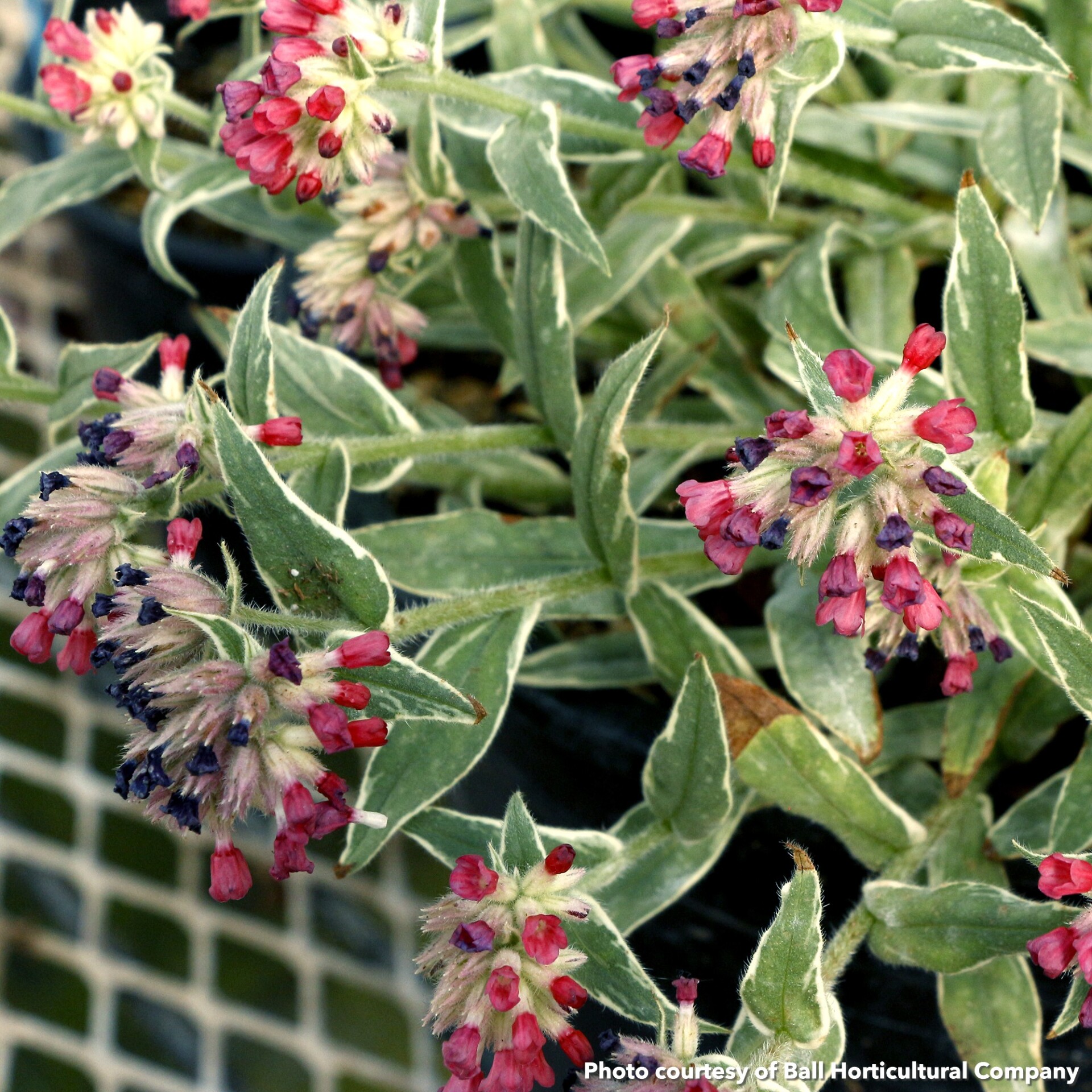 Pulmonaria x Raspberry Frost (Lungwort) - Image 2