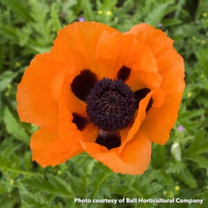 Papaver Orientale Prince of Orange (Oriental Poppy)
