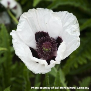 Papaver Orientale Royal Wedding (Oriental Poppy)